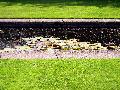 gal/holiday/Yeovil Area 2007 - Tintihull Gardens/_thb_Tintinhull_Gardens_P1010038.jpg